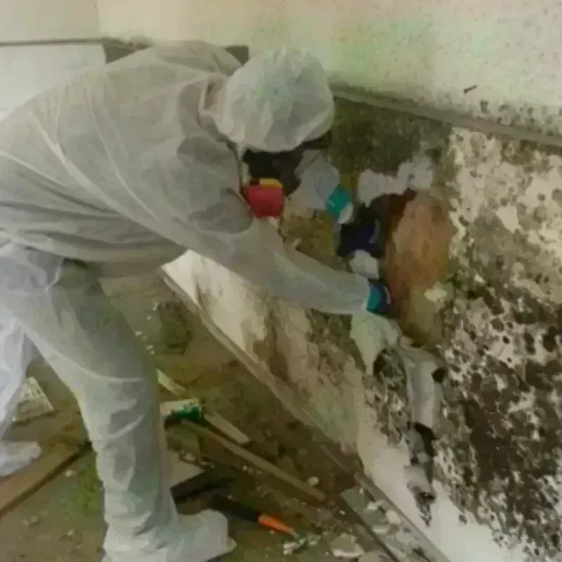 Mold Remediation and Removal in Winnsboro, TX